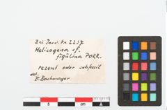 Etikett zu Schneckengehäuse (NHMW-PRAE-002237d)
